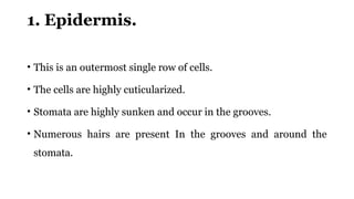 1. Epidermis.
• This is an outermost single row of cells.
• The cells are highly cuticularized.
• Stomata are highly sunken and occur in the grooves.
• Numerous hairs are present In the grooves and around the
stomata.
 