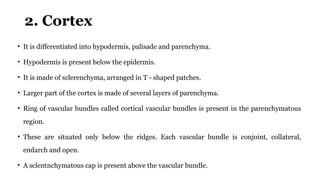 2. Cortex
• It is differentiated into hypodermis, palisade and parenchyma.
• Hypodermis is present below the epidermis.
• It is made of sclerenchyma, arranged in T - shaped patches.
• Larger part of the cortex is made of several layers of parenchyma.
• Ring of vascular bundles called cortical vascular bundles is present in the parenchymatous
region.
• These are situated only below the ridges. Each vascular bundle is conjoint, collateral,
endarch and open.
• A sclentnchymatous cap is present above the vascular bundle.
 