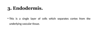 3. Endodermis.
• This is a single layer of cells which separates cortex from the
underlying vascular tissue.
 