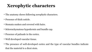 Xerophytic characters
• The anatomy shows following xerophytic characters.
• Presence of thick cuticle.
• Stomata sunken and covered with hairs.
• Sclerenchymatous hypodermis and bundle cap.
• Presence of palisade in the cortex.
• Well developed vascular tissue.
• The presence of well-developed cortex and the type of vascular bundles indicate
that the material is a dicot stem.
 