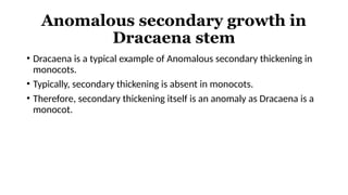 Anomalous secondary growth in
Dracaena stem
• Dracaena is a typical example of Anomalous secondary thickening in
monocots.
• Typically, secondary thickening is absent in monocots.
• Therefore, secondary thickening itself is an anomaly as Dracaena is a
monocot.
 