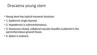 Dracaena young stem
• Young stem has typical monocot structure
• 1. Epidermis single layered.
• 2. Hypodermis is sclerenchymatous.
• 3. Numerous closed, collateral vascular bundles scattered in the
parenchymatous ground tissue.
• 4. Xylem is endarch.
 