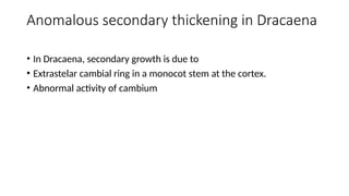 Anomalous secondary thickening in Dracaena
• In Dracaena, secondary growth is due to
• Extrastelar cambial ring in a monocot stem at the cortex.
• Abnormal activity of cambium
 