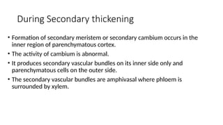 During Secondary thickening
• Formation of secondary meristem or secondary cambium occurs in the
inner region of parenchymatous cortex.
• The activity of cambium is abnormal.
• It produces secondary vascular bundles on its inner side only and
parenchymatous cells on the outer side.
• The secondary vascular bundles are amphivasal where phloem is
surrounded by xylem.
 