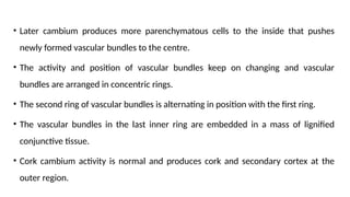 • Later cambium produces more parenchymatous cells to the inside that pushes
newly formed vascular bundles to the centre.
• The activity and position of vascular bundles keep on changing and vascular
bundles are arranged in concentric rings.
• The second ring of vascular bundles is alternating in position with the first ring.
• The vascular bundles in the last inner ring are embedded in a mass of lignified
conjunctive tissue.
• Cork cambium activity is normal and produces cork and secondary cortex at the
outer region.
 