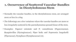 1. Occurrence of Scattered Vascular Bundles
in Dicotyledonous Stem
• Normally the vascular bundles, in the dicotyledonous stem, are arranged
more or less in a ring.
• The followings are a few variations where the vascular bundles are more or
less irregularly scattered in the parenchymatous ground tissue of the stem.
• Examples: Papaver orientale and P. somniferum (Papaveraceae),
Bougainvillea (Nyctaginaceae), Piper betle and Peperomia langsdorfii
(Piperaceae), Nymphaea (Nymphaeaceae) etc.
 
