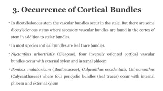 3. Occurrence of Cortical Bundles
• In dicotyledonous stem the vascular bundles occur in the stele. But there are some
dicotyledonous stems where accessory vascular bundles are found in the cortex of
stem in addition to stelar bundles.
• In most species cortical bundles are leaf trace bundles.
• Nyctanthes arbortristis (Oleaceae), four inversely oriented cortical vascular
bundles occur with external xylem and internal phloem
• Bombax malabaricum (Bombacaceae), Calycanthus occidentalis, Chimonanthns
(Calycanthaceae) where four pericyclic bundles (leaf traces) occur with internal
phloem and external xylem
 