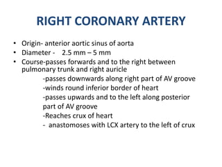 RIGHT CORONARY ARTERY
Right coronary artery supplies
 Whole of right atrium
 A portion of left atrium(posterior aspect)
...