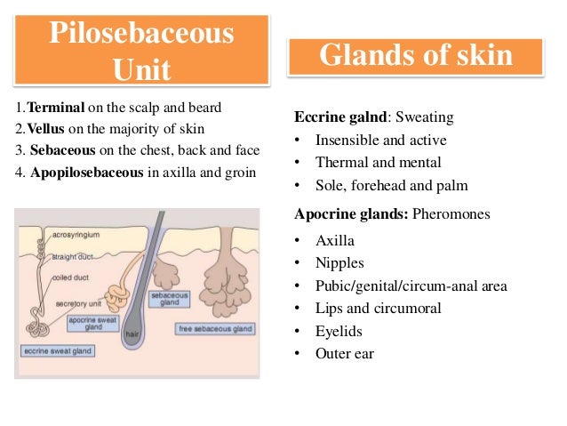 Anatomical basis of cutaneous structure and function, presented at CM…