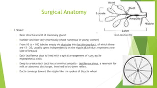 Surgical Anatomy
Lobule:
Basic structural unit of mammary gland
Number and size vary enormously (most numerous in young women)
From 10 to > 100 lobules empty via ductules into lactiferous duct, of which there
are 15 – 20, usually opens independently on the nipple.(Each duct represents one
lobe of breast)
Each lactiferous duct is lined with a spiral arrangement of contractile
myoepithelial cells
Deep to areola each duct has a terminal ampulla – lactiferous sinus, a reservoir for
milk or abnormal discharges. Involved in let-down reflex.
Ducts converge toward the nipple like the spokes of bicycle wheel
 
