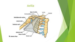 Axilla
 