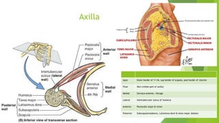 Axilla
Apex Outer border of 1st rib, sup border of scapula, post border of clavicle
Floor Skin (visible part of axilla)
Medial Serratus anterior, ribcage
Lateral Intertubercular sulcus of humerus
Anterior Pectoralis major & minor
Posterior Subscapularis(above), Latissimus dorsi & teres major (below)
 