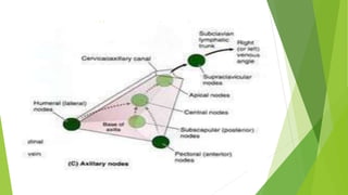 Axillary Lymph nodes
 
