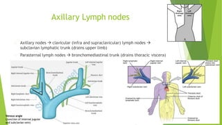 Axillary Lymph nodes
Axillary nodes  clavicular (infra and supraclavicular) lymph nodes 
subclavian lymphatic trunk (drains upper limb)
Parasternal lymph nodes  bronchomediastinal trunk (drains thoracic viscera)
Venous angle
(Junction of internal jugular
and subclavian vein)
 