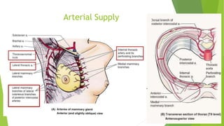 Arterial Supply
 