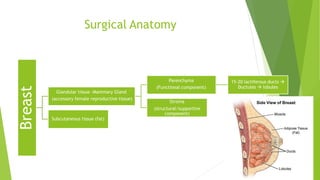 Surgical AnatomyBreast
Glandular tissue -Mammary Gland
(accessory female reproductive tissue)
Parenchyma
(Functional component)
15-20 lactiferous ducts 
Ductules  lobules
Stroma
(structural/supportive
component)
Subcutaneous tissue (fat)
 