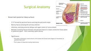 Surgical Anatomy
Breast bed (posterior/deep surface)
2/3rd formed by pectoral fascia overlying the pectoralis major
Rest by fascia overlying the serratus anterior
Inferiorly, overlying external oblique and upper extent of rectus sheath
Between investing fascia of breast and pectoral fascia is a loose connective tissue plane
or potential space - retro mammary space (bursa)
Significance:
This plane containing a small amount of fat allows the breast some degree of movement on
pectoral fascia and
This is plane of dissection during mastectomy
 