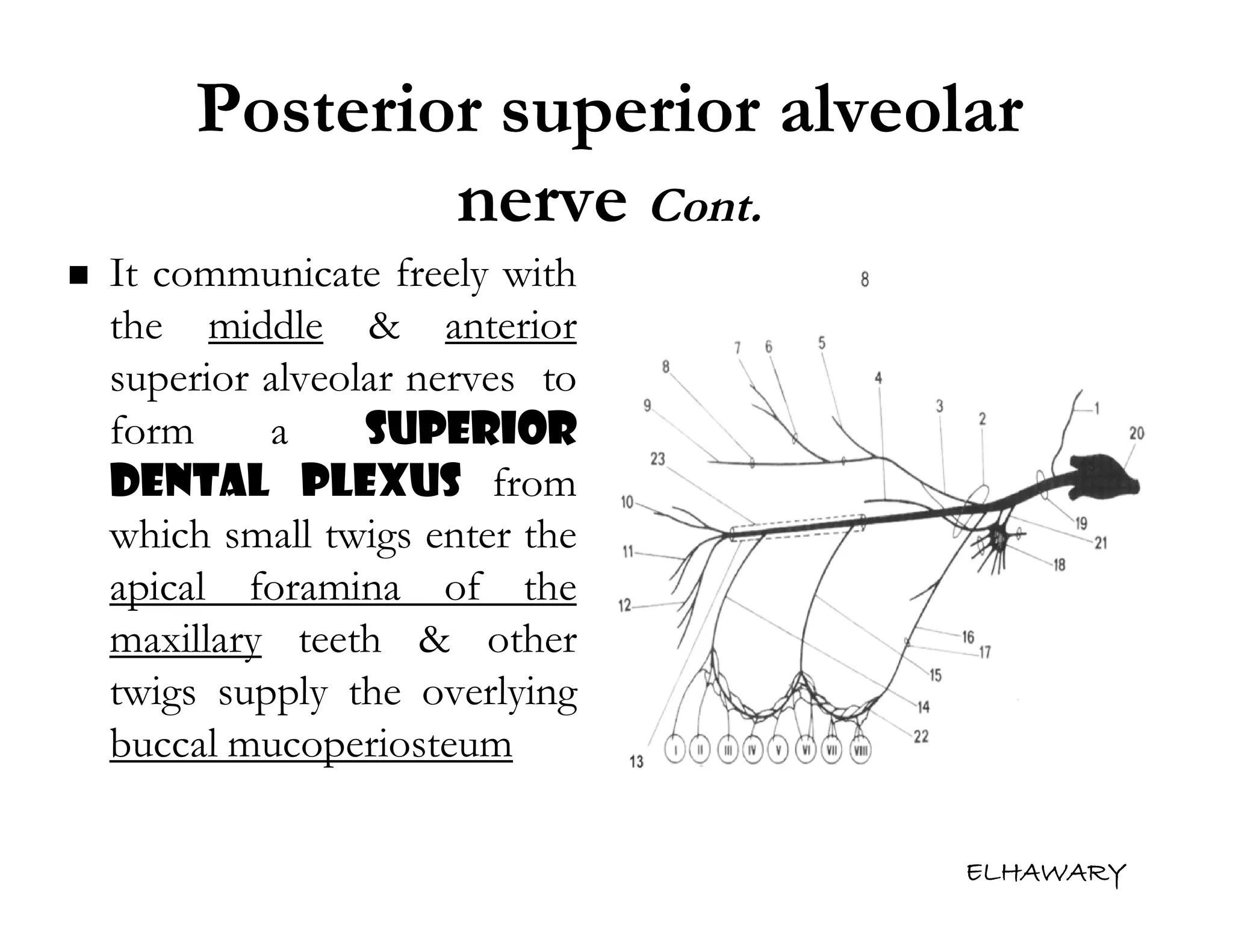 Anatomical consideration for local anesthesia sensory innervation of