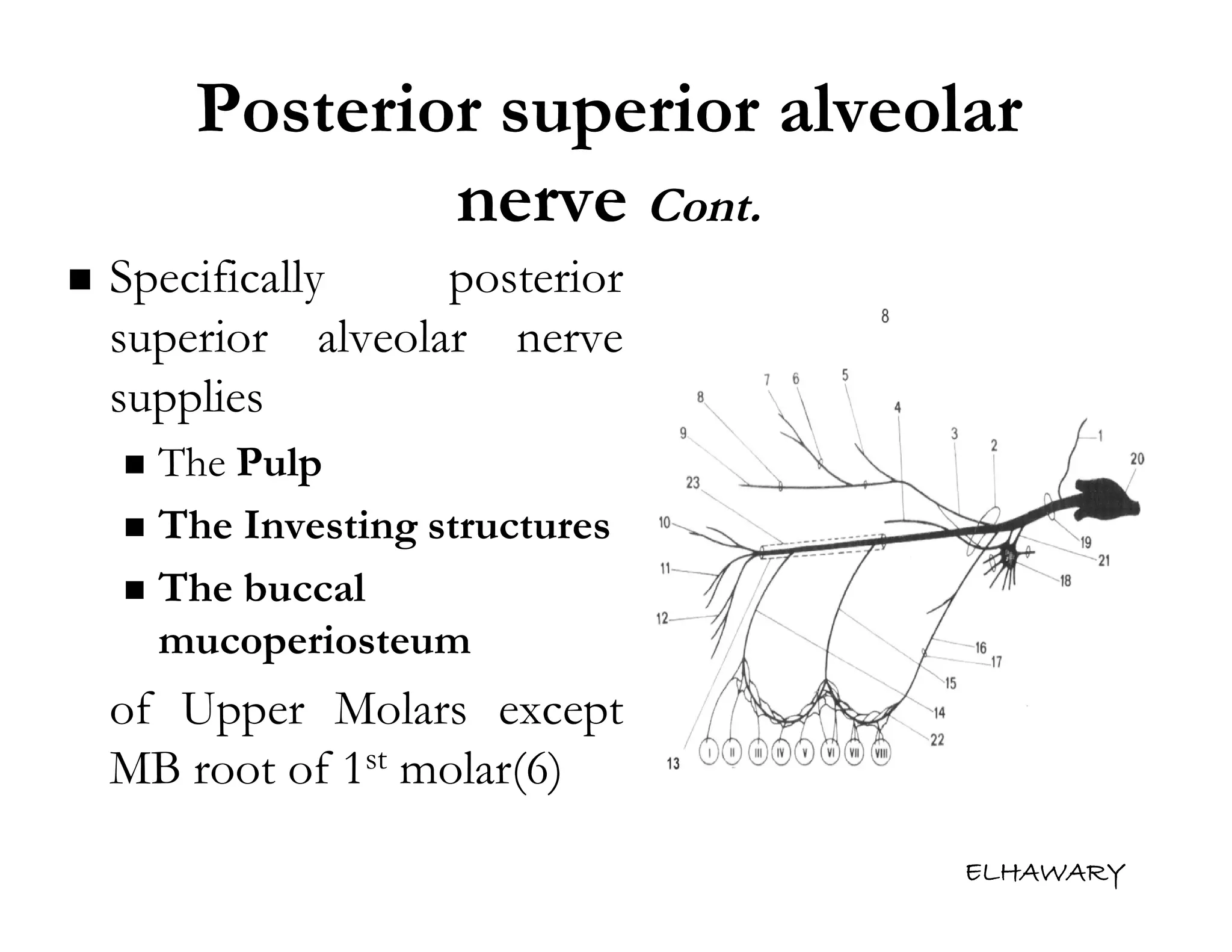 Anatomical consideration for local anesthesia sensory innervation of