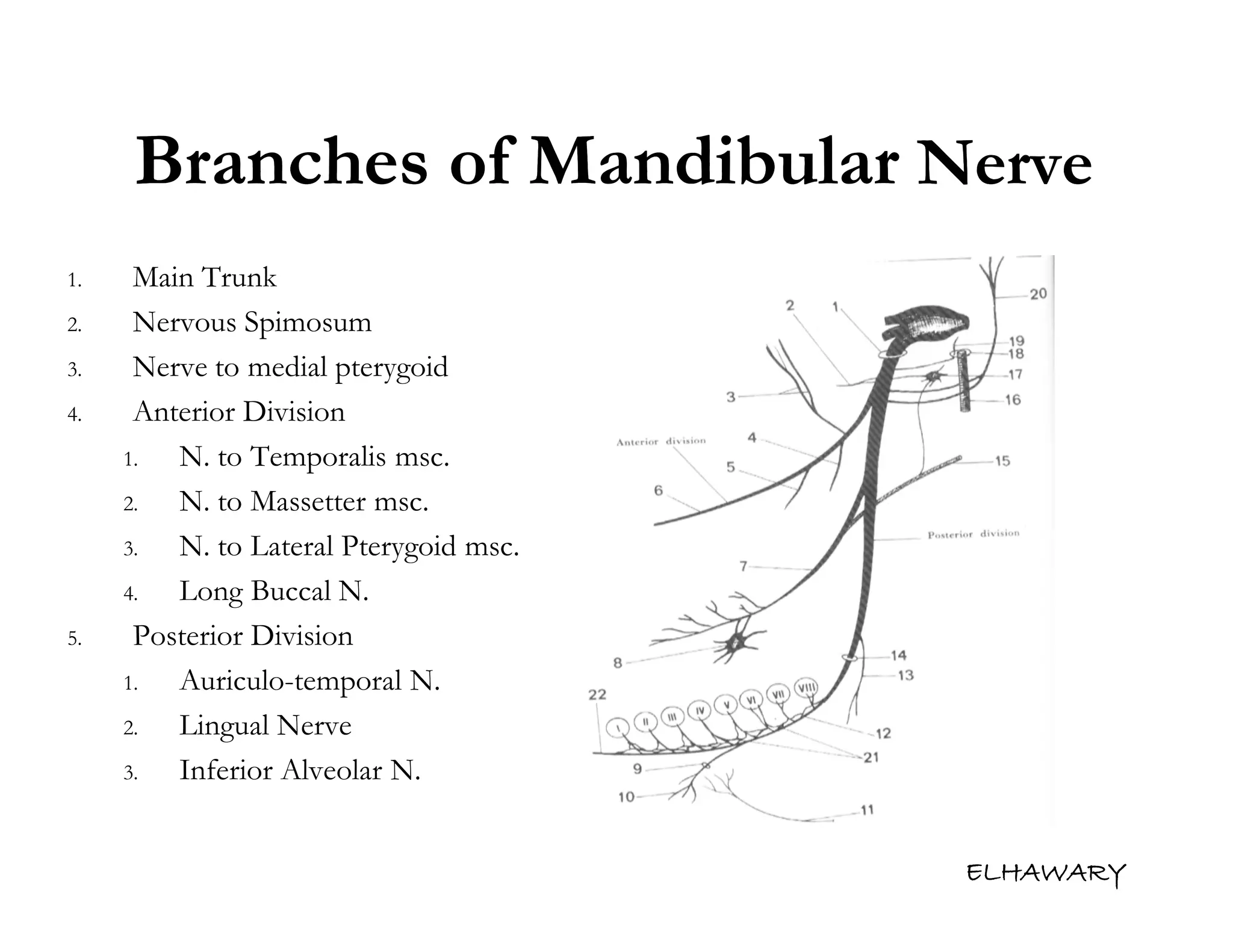 Anatomical consideration for local anesthesia sensory innervation of