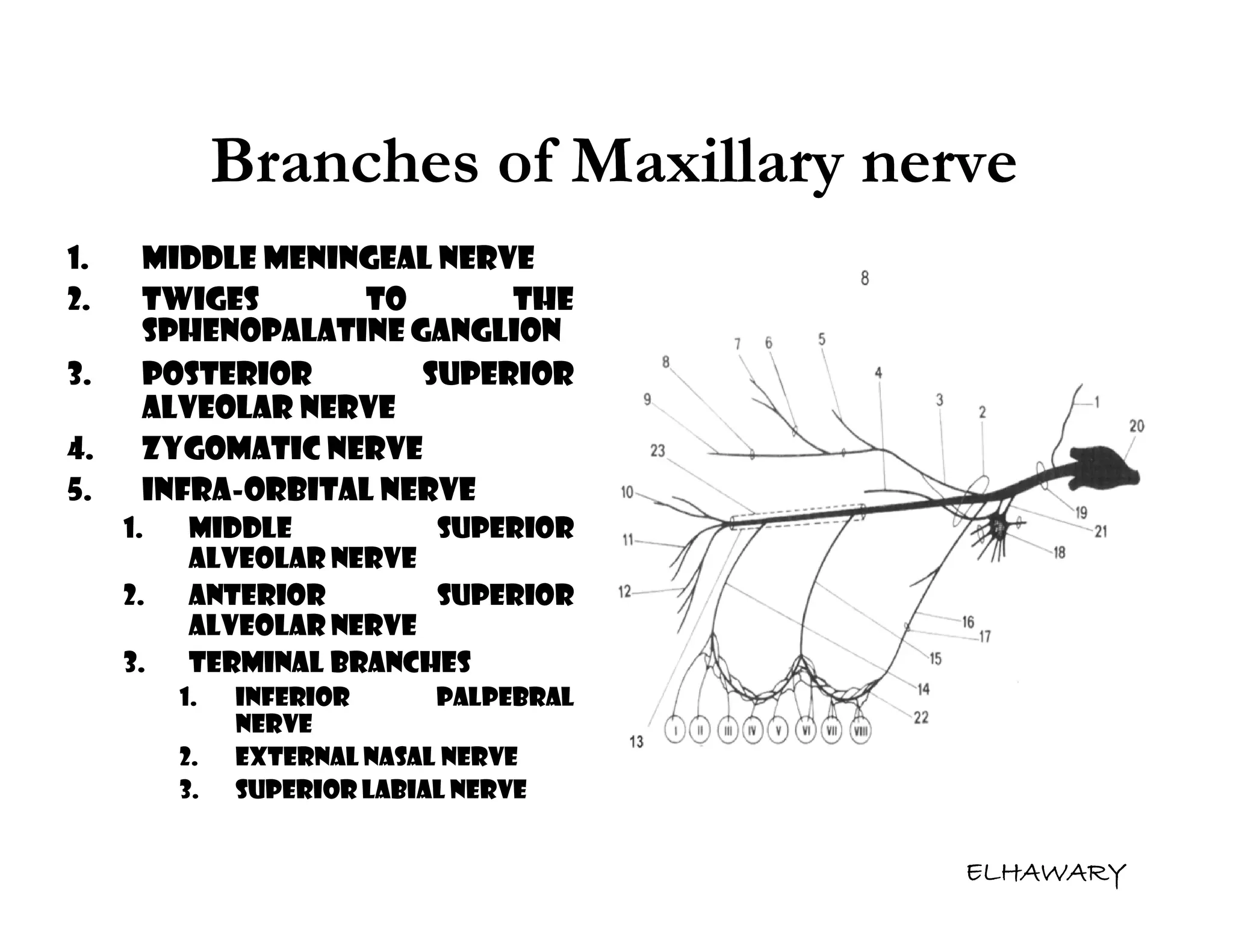 Anatomical consideration for local anesthesia sensory innervation of