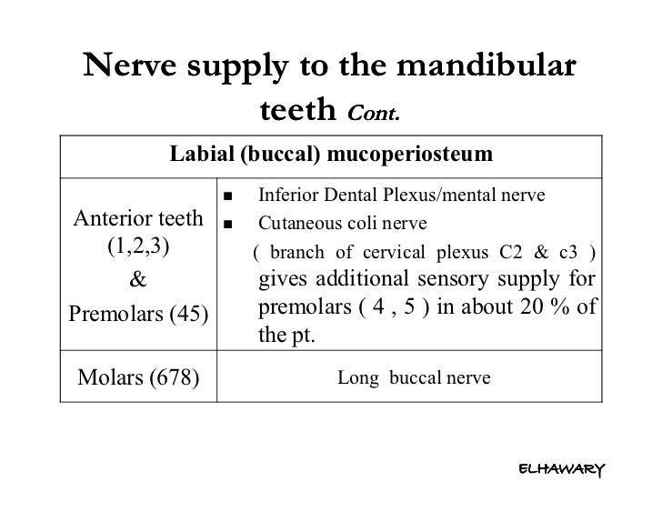 Anatomical consideration for local anesthesia sensory innervation o…