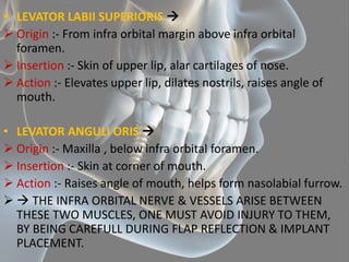 Anatomical considerations for dental implants | PPTX
