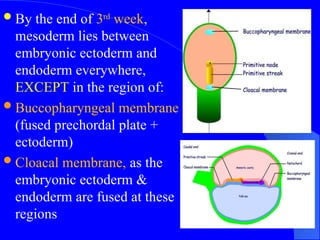 ANATOMICAL DESCRIPTION OF DERIVATIVES OF GERM LAYERS.ppt