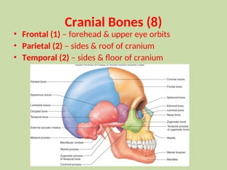 Parietal Forehead ANATOMICAL DETAILS OF CRANIAL BONES WITH VARIATIONS.ppt