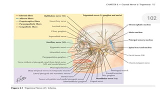 ANATOMICAL DETAILS OF TRIGEMINAL NERVE WITH CLINICAL CORRELATES.pptx