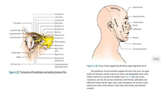 ANATOMICAL DETAILS OF TRIGEMINAL NERVE WITH CLINICAL CORRELATES.pptx