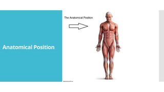 AnatomicalDirectionalTermsBodyPlanesCavitiesPositionsPowerPoint.pptx