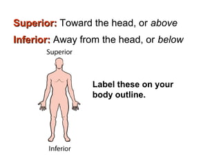 Anatomical directions | PPT