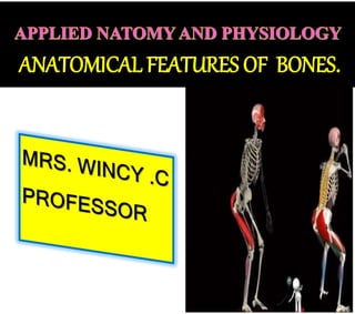 ANATOMICAL FEATURES OF BONES.
 