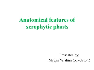Anatomical features of
xerophytic plants
Presented by:
Megha Varshini Gowda B R
 