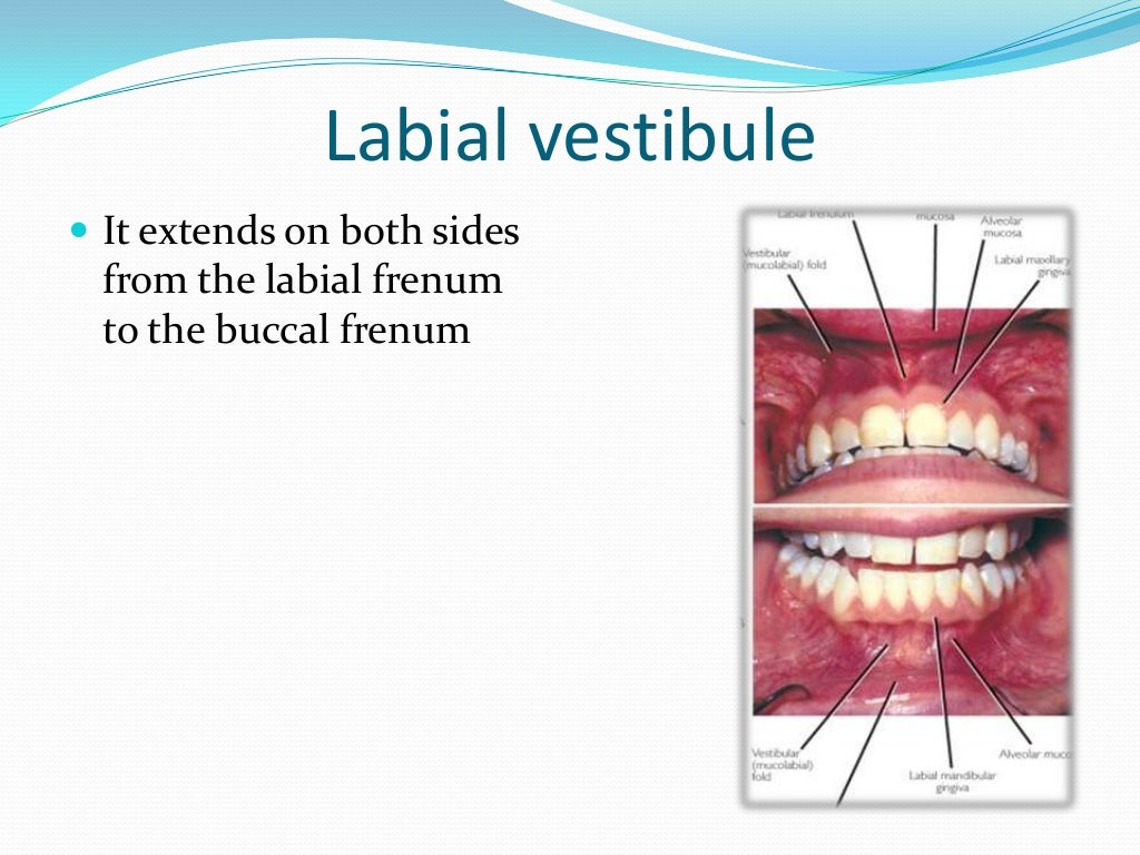 Anatomical Landmarks for Complete Dentures