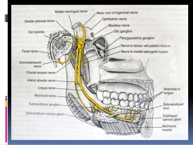 anatomical landmarks