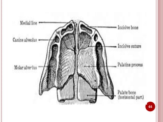Anatomical landmarks of maxilla and mandible | PPTX