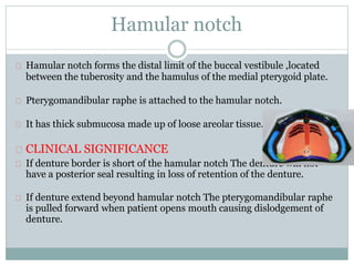 Hamular notch
Hamular notch forms the distal limit of the buccal vestibule ,located
between the tuberosity and the hamulus of the medial pterygoid plate.
Pterygomandibular raphe is attached to the hamular notch.
It has thick submucosa made up of loose areolar tissue.
CLINICAL SIGNIFICANCE
If denture border is short of the hamular notch The denture will not
have a posterior seal resulting in loss of retention of the denture.
If denture extend beyond hamular notch The pterygomandibular raphe
is pulled forward when patient opens mouth causing dislodgement of
denture.
 