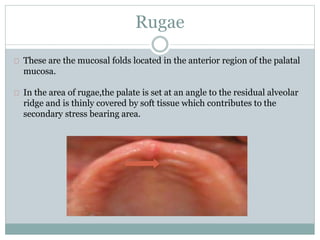 Rugae
These are the mucosal folds located in the anterior region of the palatal
mucosa.
In the area of rugae,the palate is set at an angle to the residual alveolar
ridge and is thinly covered by soft tissue which contributes to the
secondary stress bearing area.
 
