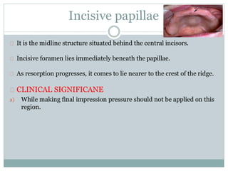 Incisive papillae
It is the midline structure situated behind the central incisors.
Incisive foramen lies immediately beneath the papillae.
As resorption progresses, it comes to lie nearer to the crest of the ridge.
CLINICAL SIGNIFICANE
a) While making final impression pressure should not be applied on this
region.
 