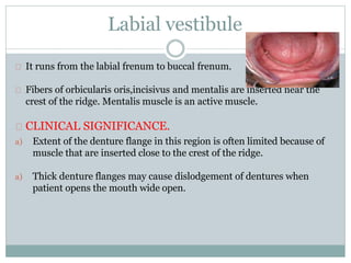 Labial vestibule
It runs from the labial frenum to buccal frenum.
Fibers of orbicularis oris,incisivus and mentalis are inserted near the
crest of the ridge. Mentalis muscle is an active muscle.
CLINICAL SIGNIFICANCE.
a) Extent of the denture flange in this region is often limited because of
muscle that are inserted close to the crest of the ridge.
a) Thick denture flanges may cause dislodgement of dentures when
patient opens the mouth wide open.
 