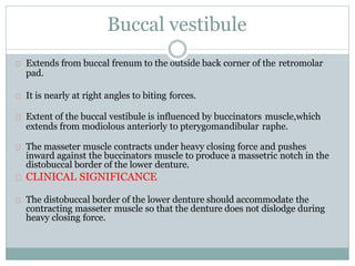 Buccal vestibule
Extends from buccal frenum to the outside back corner of the retromolar
pad.
It is nearly at right angles to biting forces.
Extent of the buccal vestibule is influenced by buccinators muscle,which
extends from modiolous anteriorly to pterygomandibular raphe.
The masseter muscle contracts under heavy closing force and pushes
inward against the buccinators muscle to produce a massetric notch in the
distobuccal border of the lower denture.
CLINICAL SIGNIFICANCE
The distobuccal border of the lower denture should accommodate the
contracting masseter muscle so that the denture does not dislodge during
heavy closing force.
 