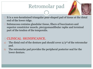 Retromolar pad
It is a non-keratinised triangular pear-shaped pad of tissue at the distal
end of the lower ridge.
Submucosa contains glandular tissue, fibers of buccinators and
superior constrictor muscle, pterygomandibular raphe and terminal
part of the tendon of the temporalis.
CLINICAL SIGNIFICANCE.
a) The distal end of the denture pad should cover 2/3rd of the retromolar
pad.
b) The retromolar pad provides the peripheral posterior seal for the
lower denture.
 