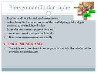 Pterygomandibular raphe
Raphe=tendinous insertion of two muscles.
Arises from the hamular process of the medial pterygoid and gets
attached to the mylohyoid ridge.
Muscular attachments present here are:
a) superior constrictor---postreolaterally
b) Buccinator-------------anterolaterally
CLINICAL SIGNIFICANCE
a) Since it is very prominent in some patients a notch like relief must be
provided on the denture.
 