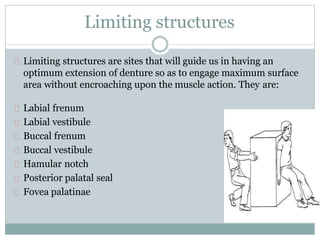 Limiting structures are sites that will guide us in having an
optimum extension of denture so as to engage maximum surface
area without encroaching upon the muscle action. They are:
Labial frenum
Labial vestibule
Buccal frenum
Buccal vestibule
Hamular notch
Posterior palatal seal
Fovea palatinae
Limiting structures
 