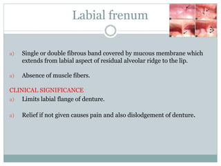 Labial frenum
a) Single or double fibrous band covered by mucous membrane which
extends from labial aspect of residual alveolar ridge to the lip.
a) Absence of muscle fibers.
CLINICAL SIGNIFICANCE
a) Limits labial flange of denture.
a) Relief if not given causes pain and also dislodgement of denture.
 