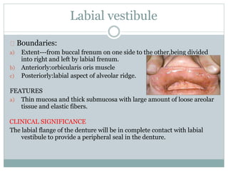 Labial vestibule
Boundaries:
a) Extent---from buccal frenum on one side to the other,being divided
into right and left by labial frenum.
b) Anteriorly:orbicularis oris muscle
c) Posteriorly:labial aspect of alveolar ridge.
FEATURES
a) Thin mucosa and thick submucosa with large amount of loose areolar
tissue and elastic fibers.
CLINICAL SIGNIFICANCE
The labial flange of the denture will be in complete contact with labial
vestibule to provide a peripheral seal in the denture.
 
