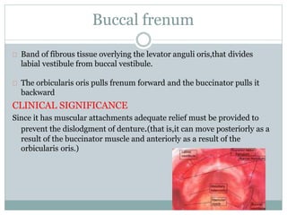 Buccal frenum
Band of fibrous tissue overlying the levator anguli oris,that divides
labial vestibule from buccal vestibule.
The orbicularis oris pulls frenum forward and the buccinator pulls it
backward
CLINICAL SIGNIFICANCE
Since it has muscular attachments adequate relief must be provided to
prevent the dislodgment of denture.(that is,it can move posteriorly as a
result of the buccinator muscle and anteriorly as a result of the
orbicularis oris.)
 