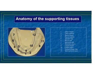 Edentulous Ridges_Anatomical Landmark | PDF